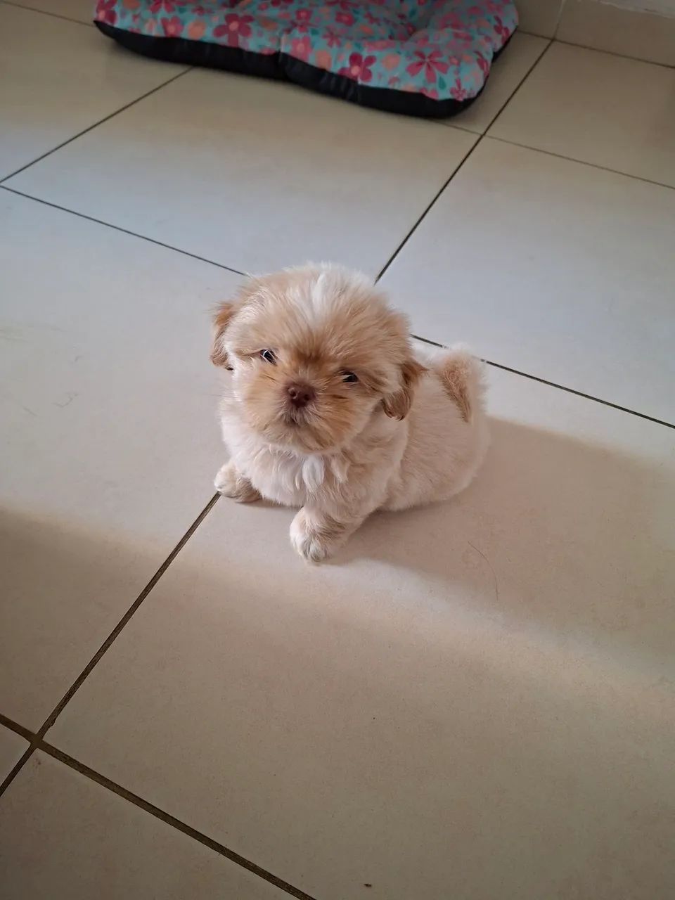 Cachorro  - Foto 2