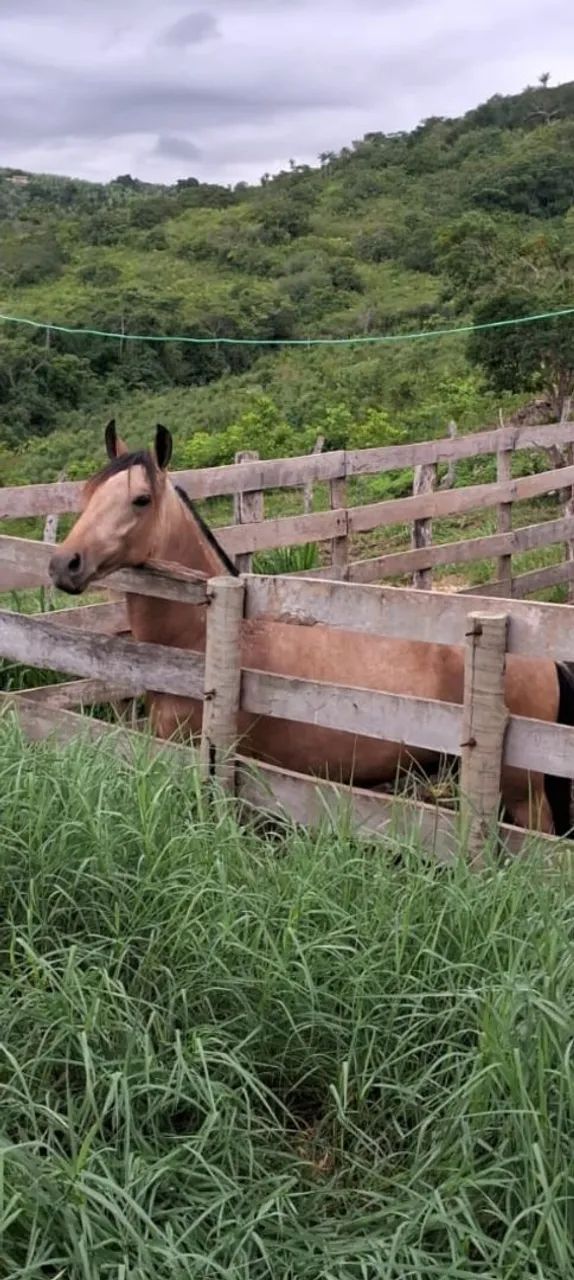 Cavalos, Éguas, Potros e Potras da raça Mangalarga Marchador - Foto 4