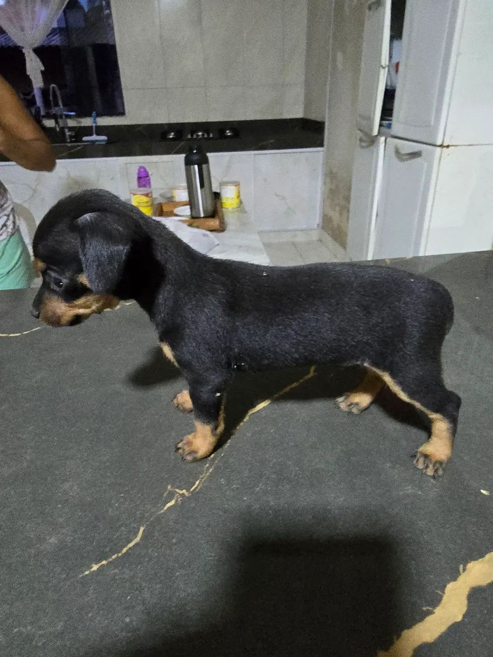 Pinscher n°1