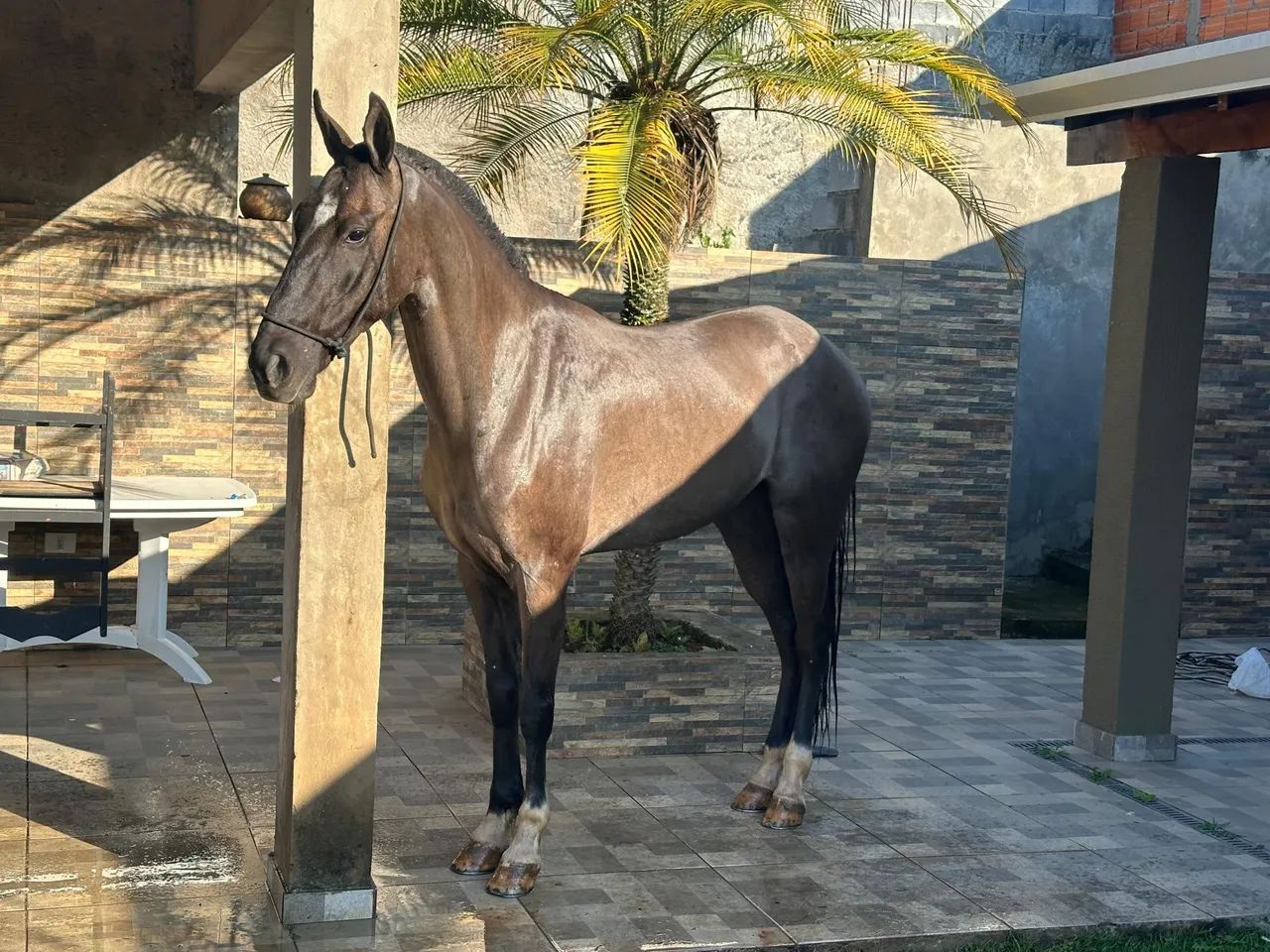 Campolina marcha picada  - Foto 2