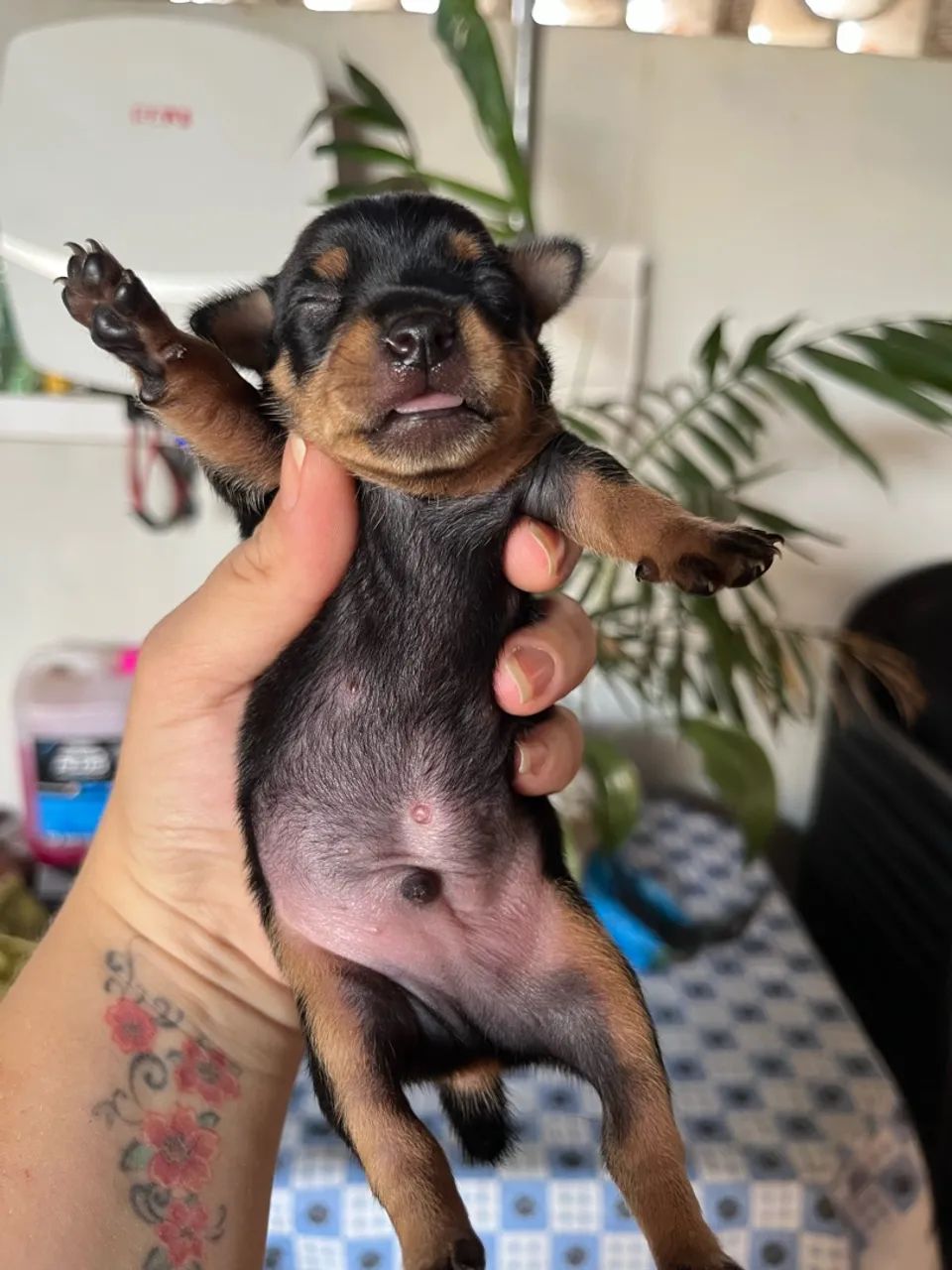 Pinscher Macho Canela Seca 