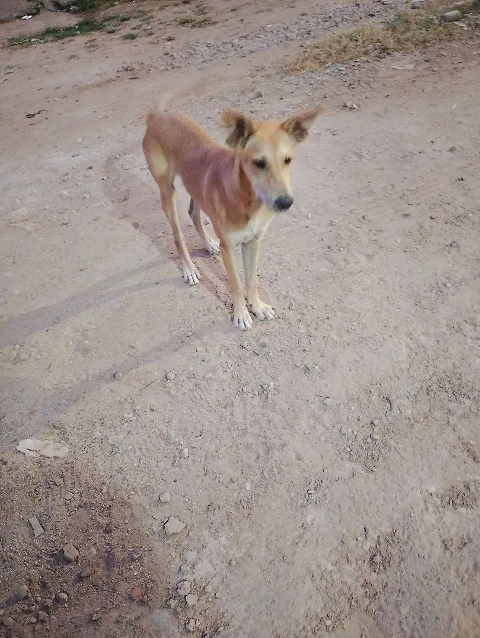 Animais  - Foto 4