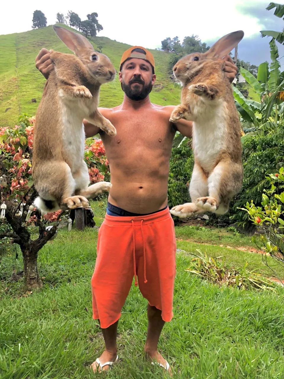 Coelhos gigantes 