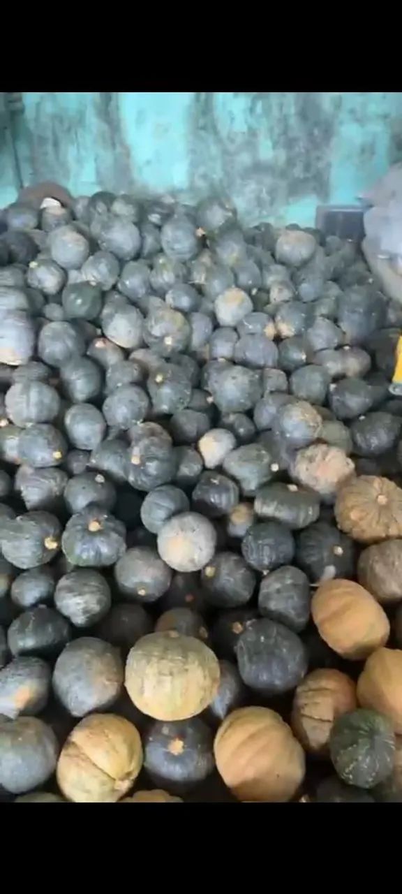 Abóbora Cabotiá á VENDA 