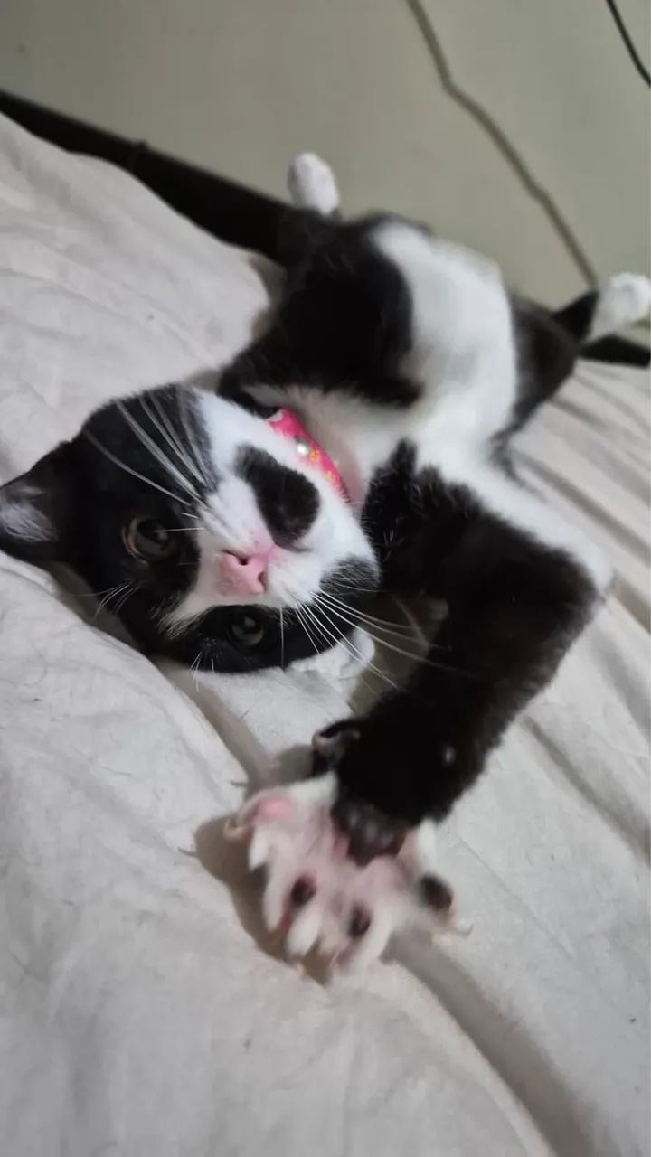 Gatinha para adoção  - Foto 5
