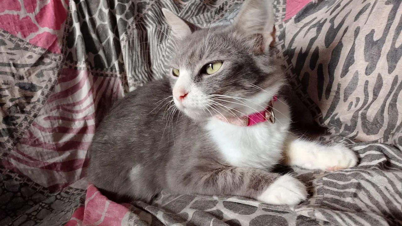 Gata cinza peluda