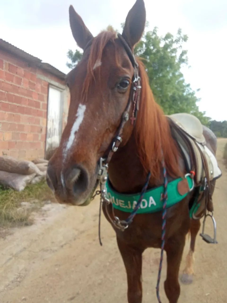 Cavalo mestiço 