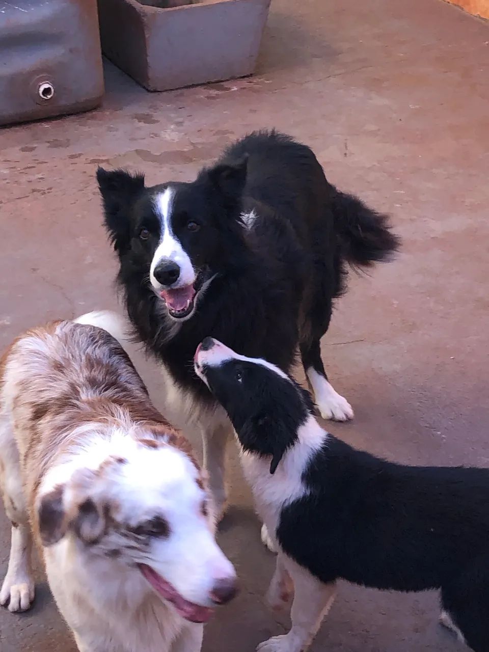 Border Collie macho - Foto 5