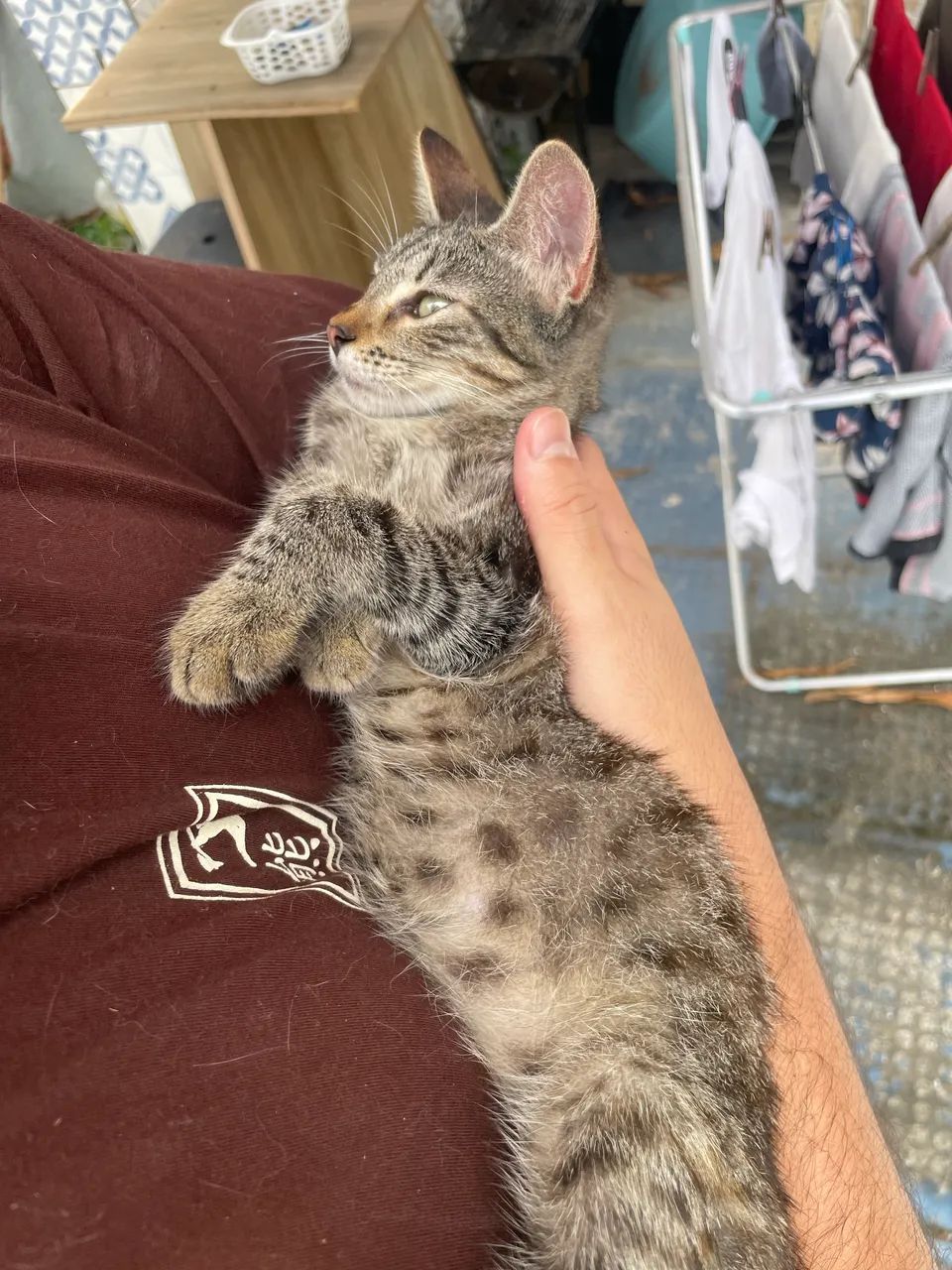 Filhote de gato - Foto 5