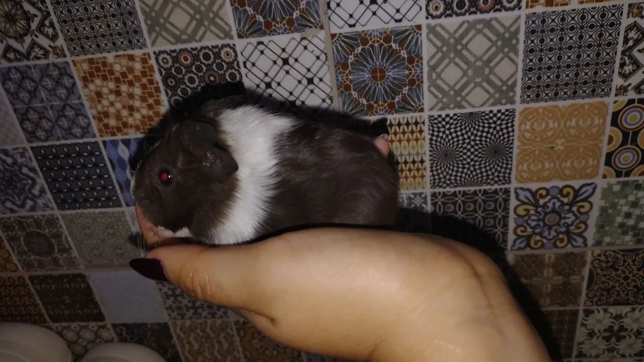 Porquinhos da índia  - Foto 2