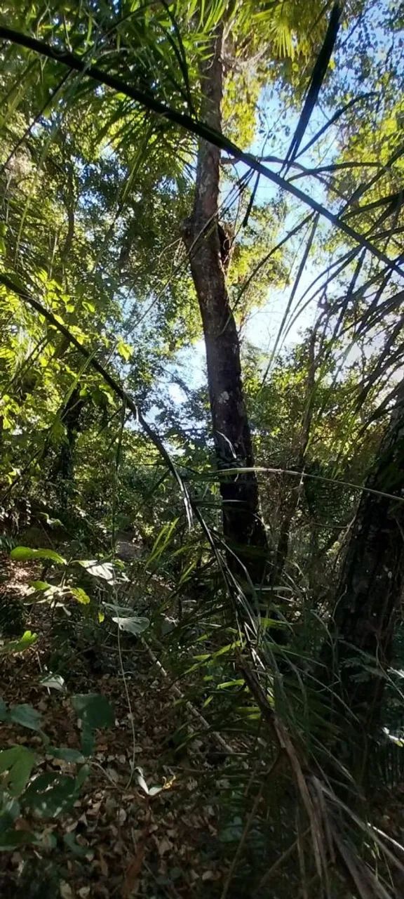 Fazenda - Foto 4