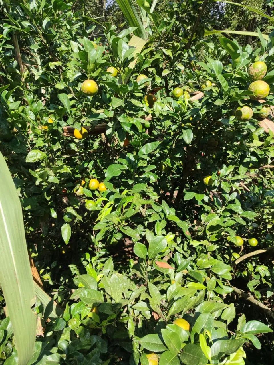 Terreno no vila morais - Foto 2