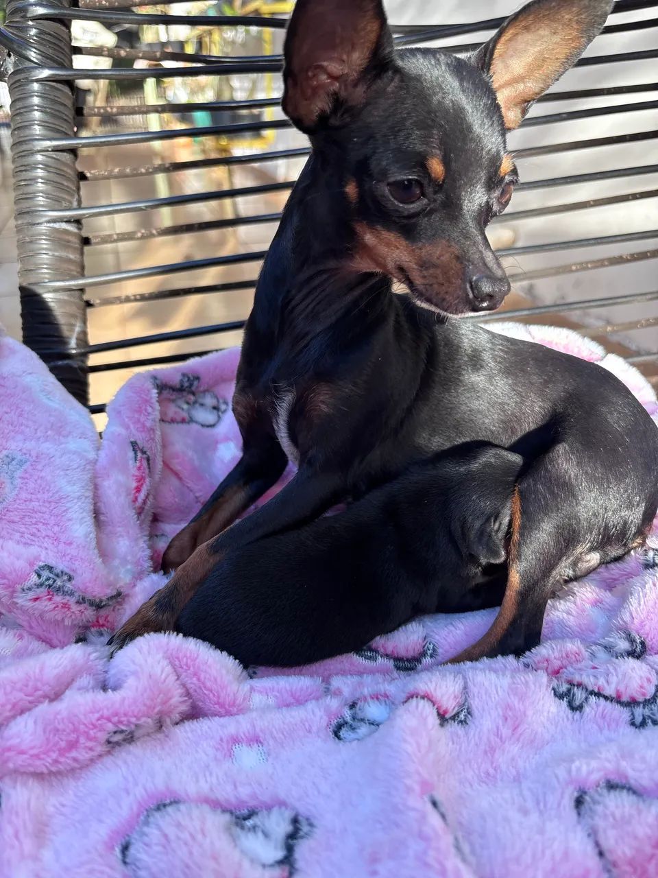 Casal de Pinscher zero  - Foto 5