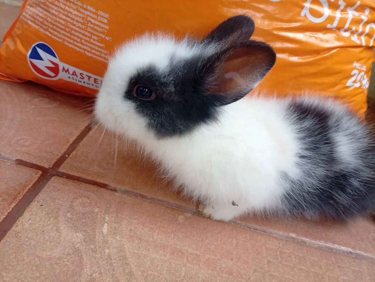 Vendo coelhos - Foto 2