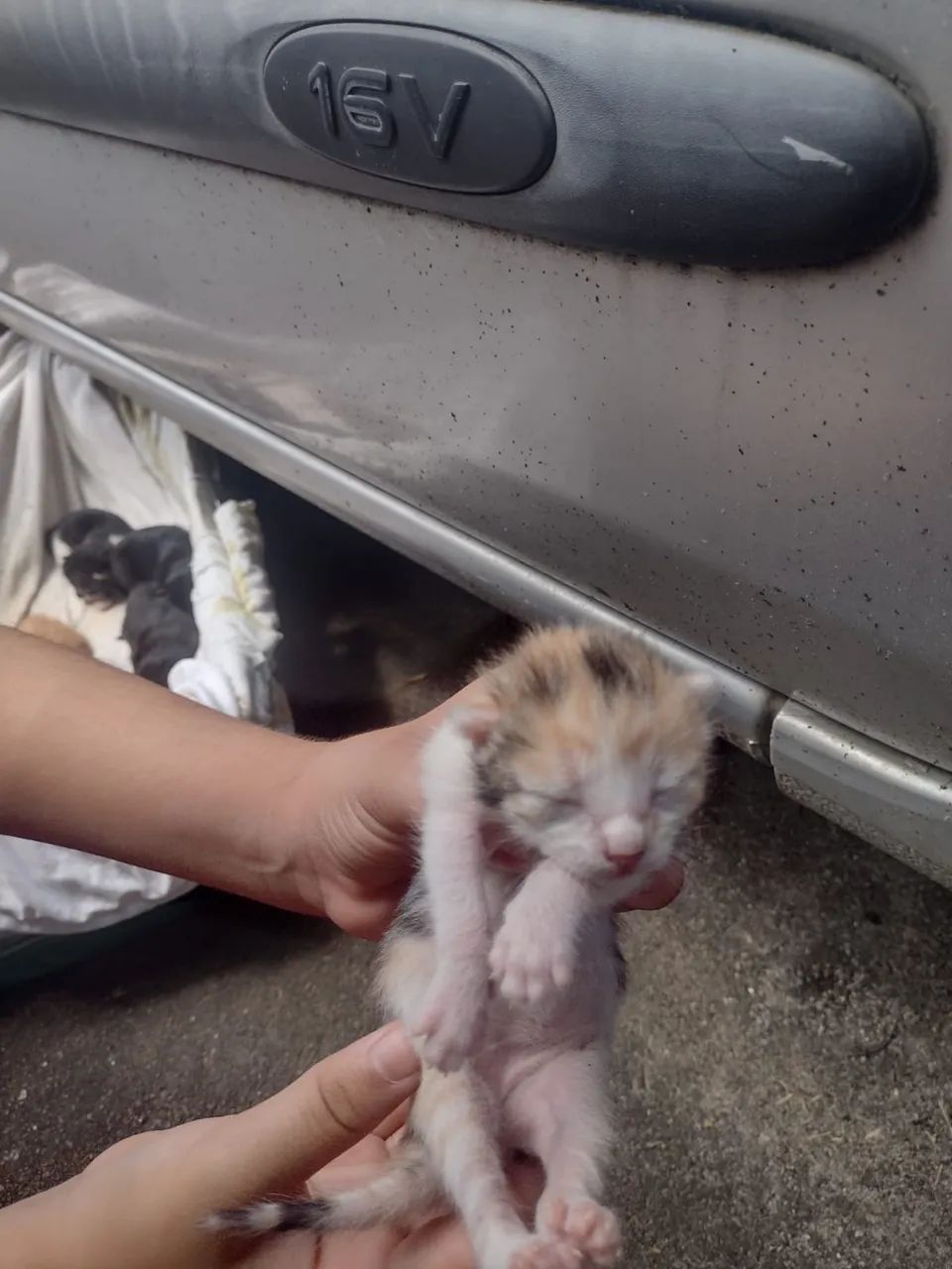Gatinhas  para doa ção  - Foto 2