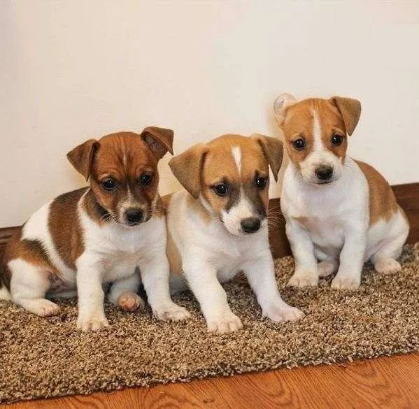 jack russel