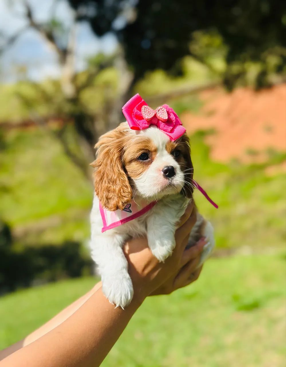 Cavalier king macho e fêmea a pronta entrega  - Foto 3