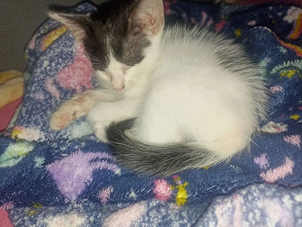 Gato filhote para doação  - Foto 2