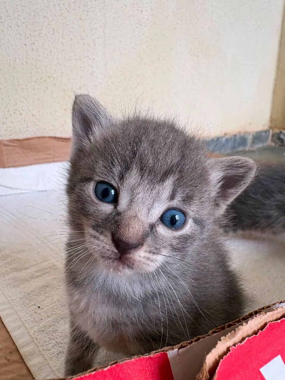 ADOTE UM GATINHO 