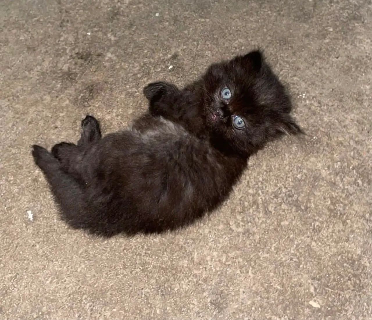 Gato persa