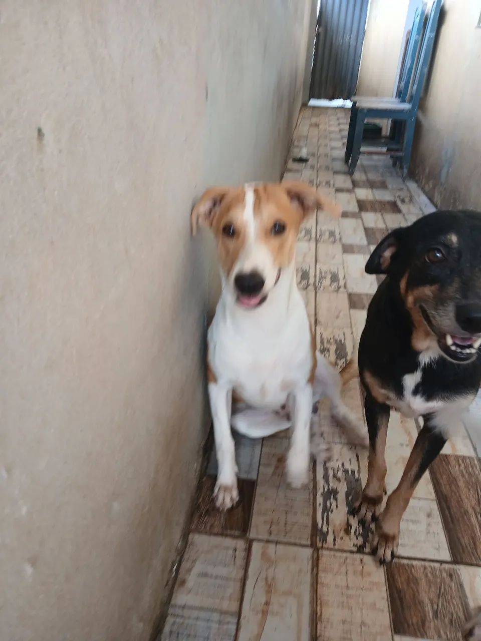 Dogs para adoção  - Foto 3