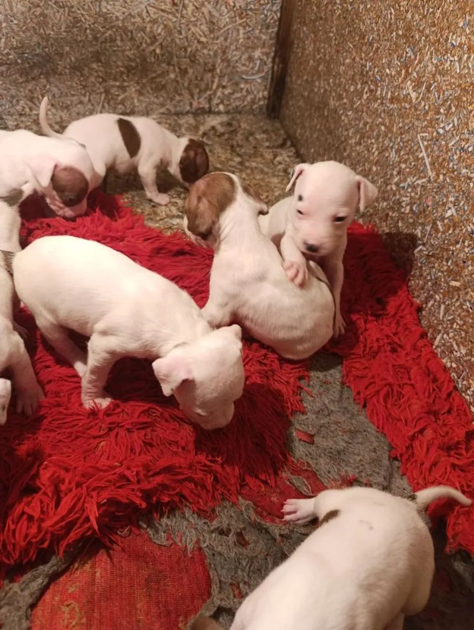 Filhotes de Pit Bull  - Foto 2