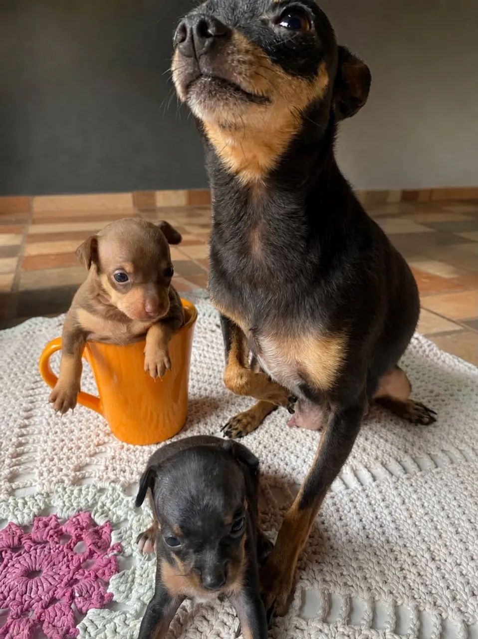 VENDO FILHO DE PINSCHER MACHO - Foto 2