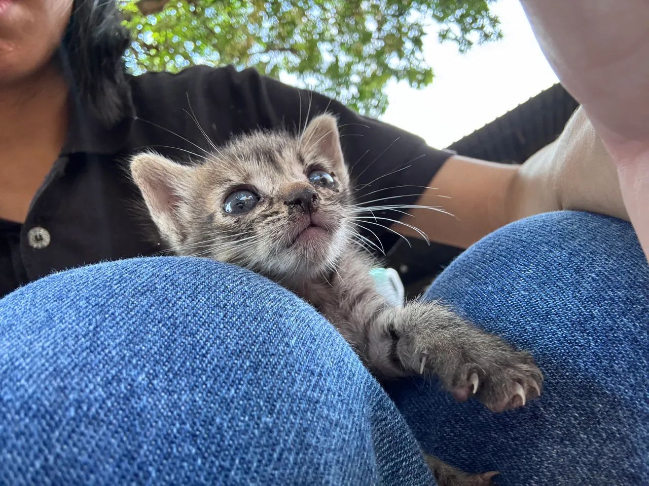 Doa se gatinhos bebê  - Foto 4