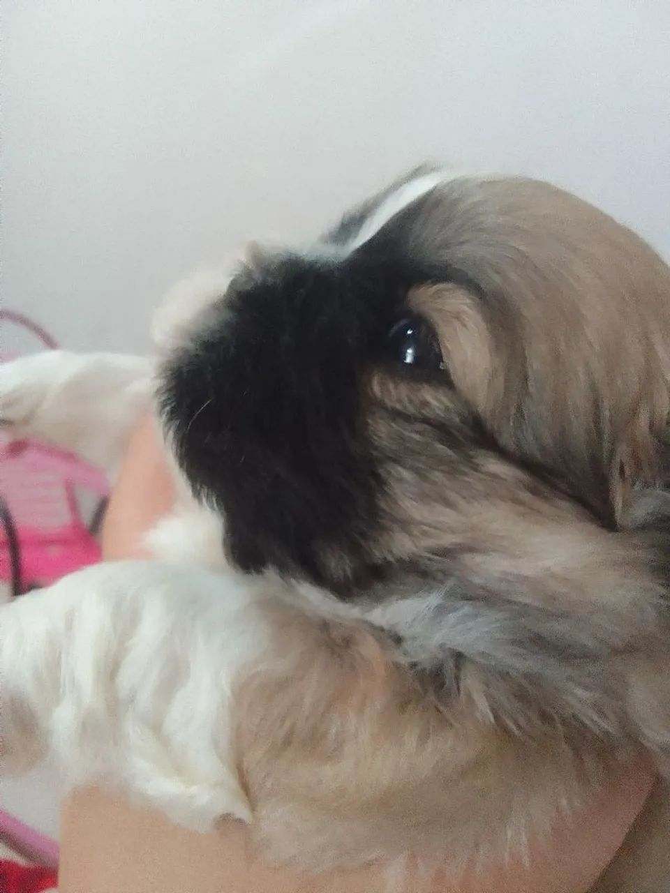 Shih Tzu - Foto 2