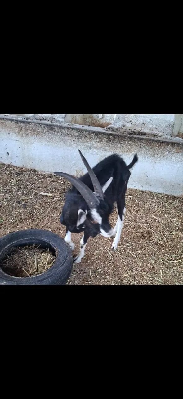 Vendo bode caninde!!!