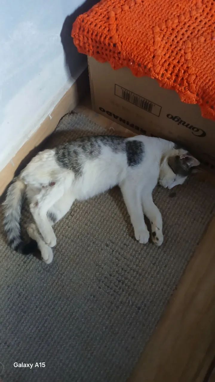 Gatinha  - Foto 2
