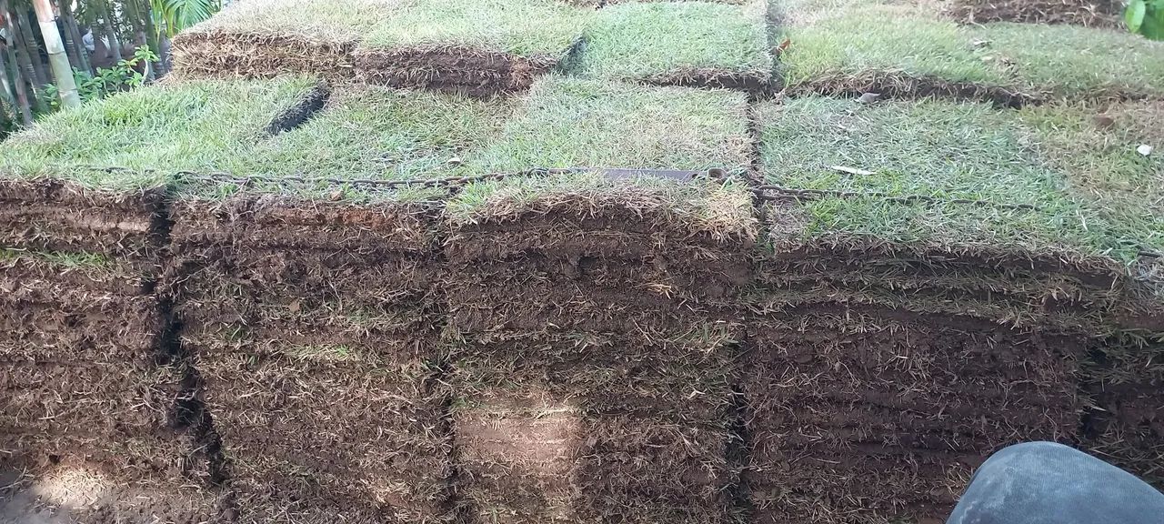 Grama esmeralda  - Foto 2