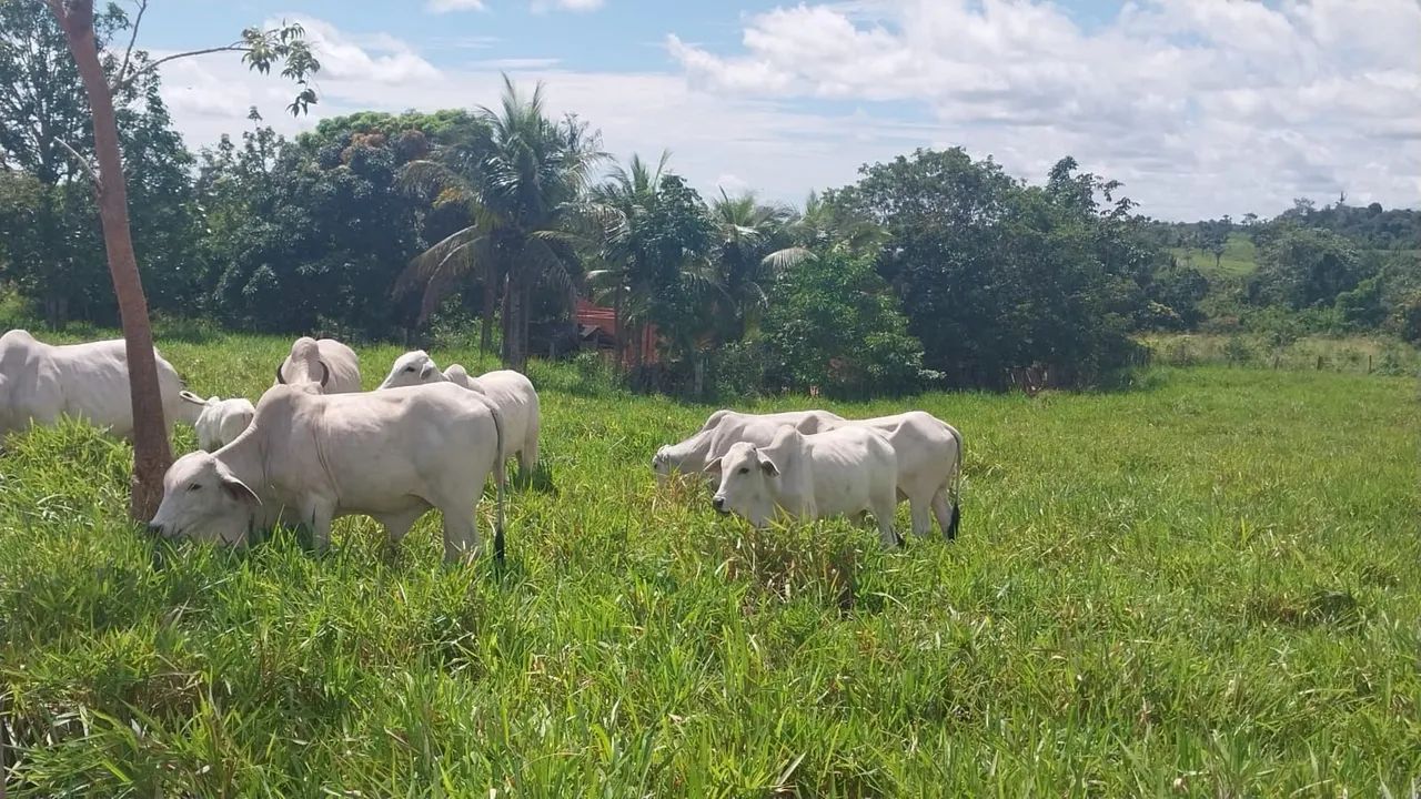Chácara Vila de Limão - Monte Alegre - PA - Foto 2