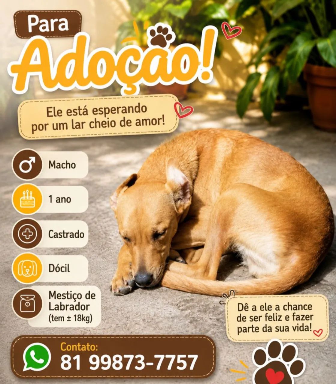 Mestiço de labrador  - Foto 2