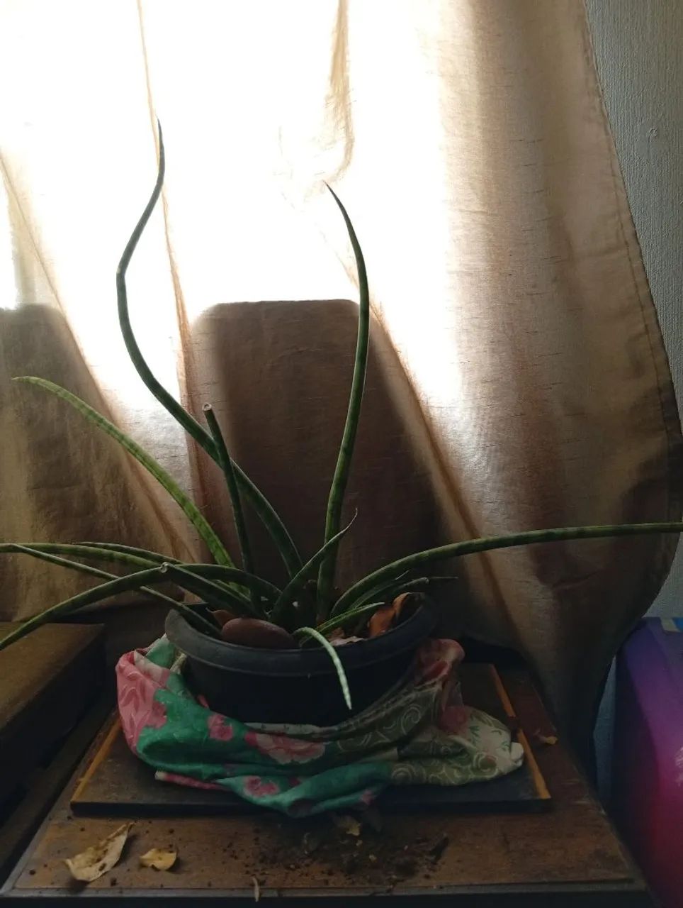 Planta - Foto 2