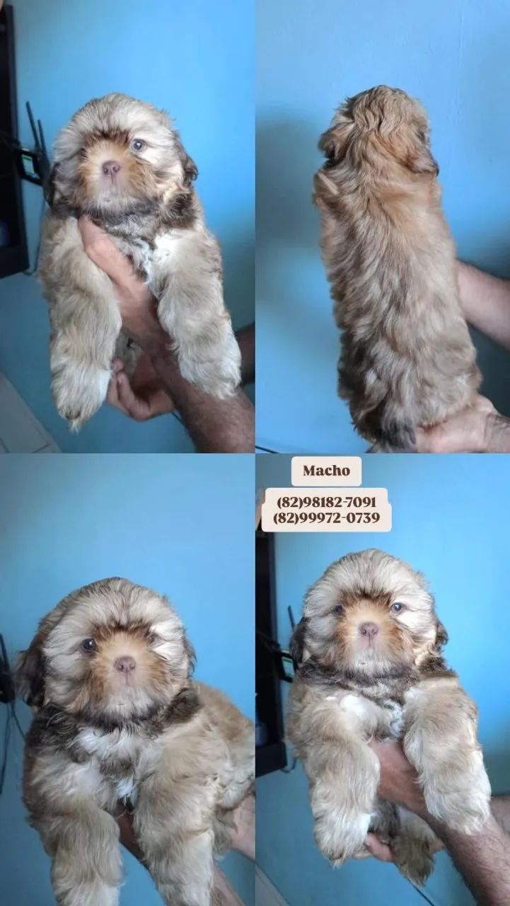 ShihTzu filhotes  - Foto 5