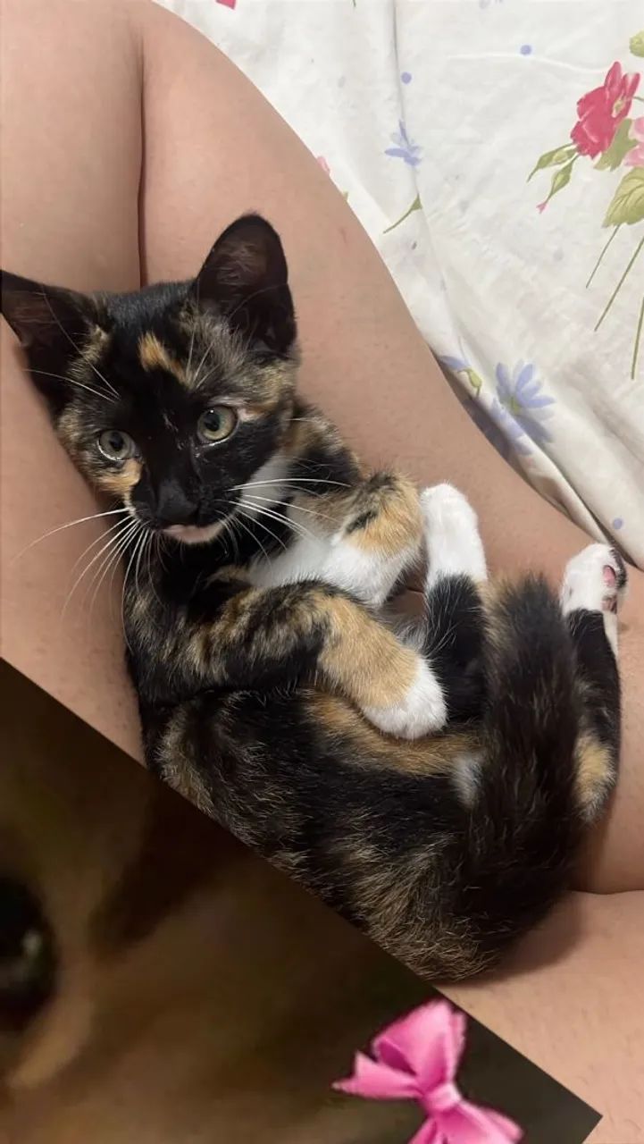 Gato
