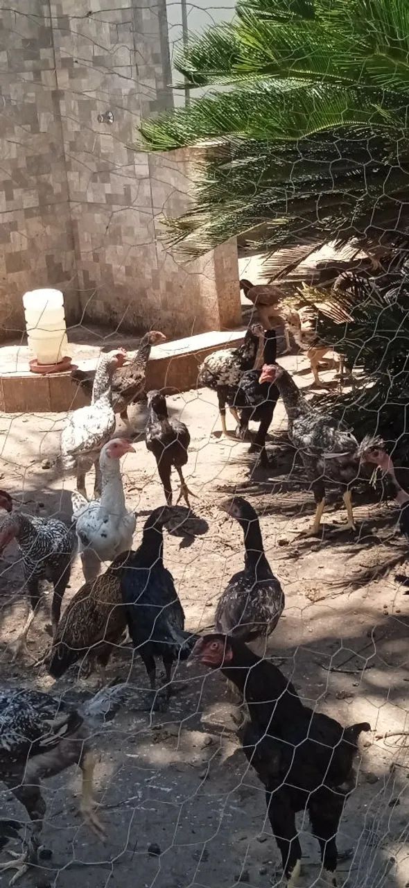 Frango Caipira  - Foto 2