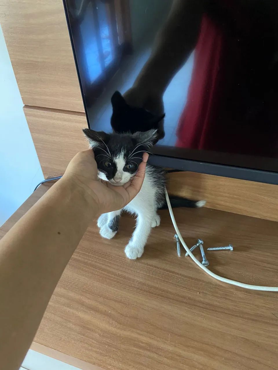 Doa-se filhotes de gato - Foto 2