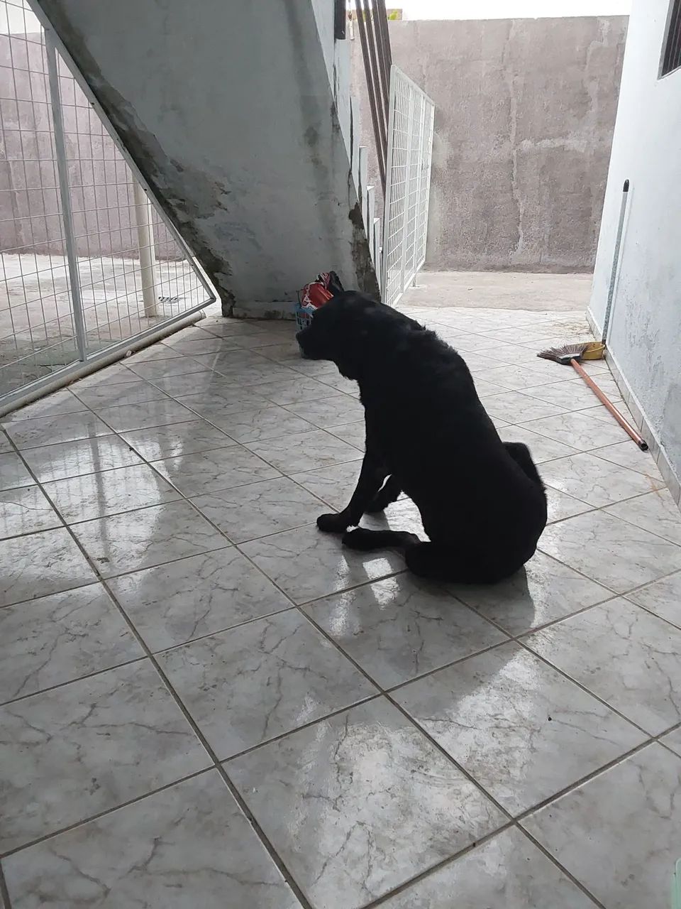 Adoção de cães  - Foto 2