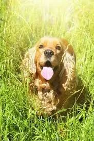 Cocker Spaniel beleza em cada detalhe.