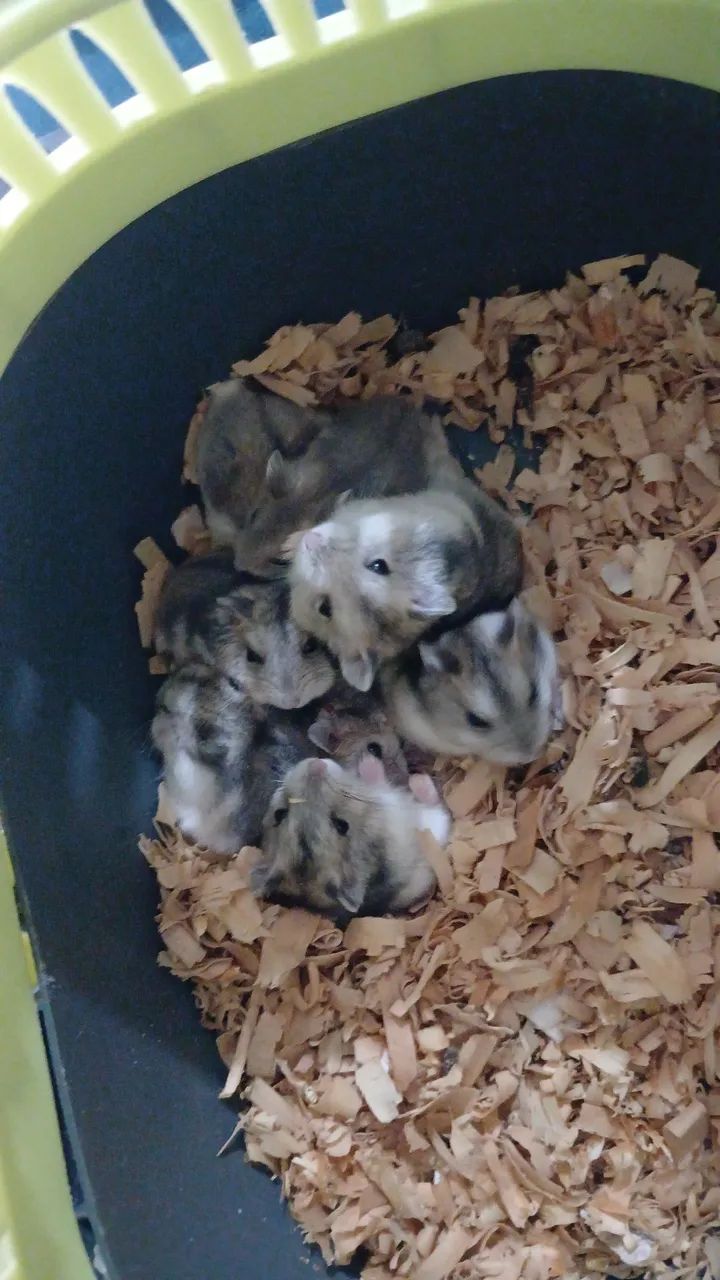 Vendo Hamster Sírio e Anão russo  - Foto 2