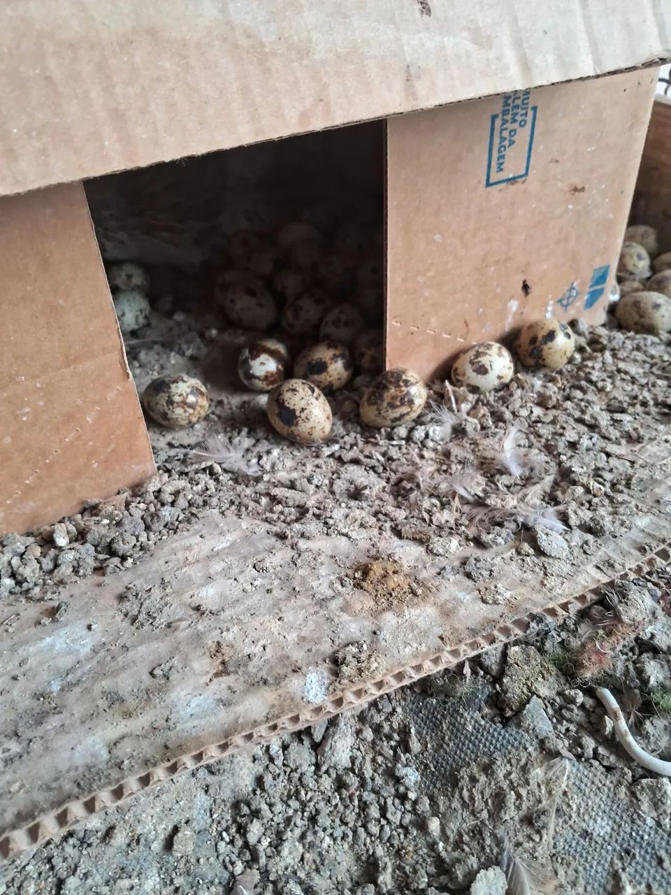Gaiola com codornas  - Foto 2