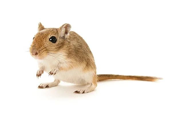 Gerbil - Esquilo da Mongólia - Foto 3