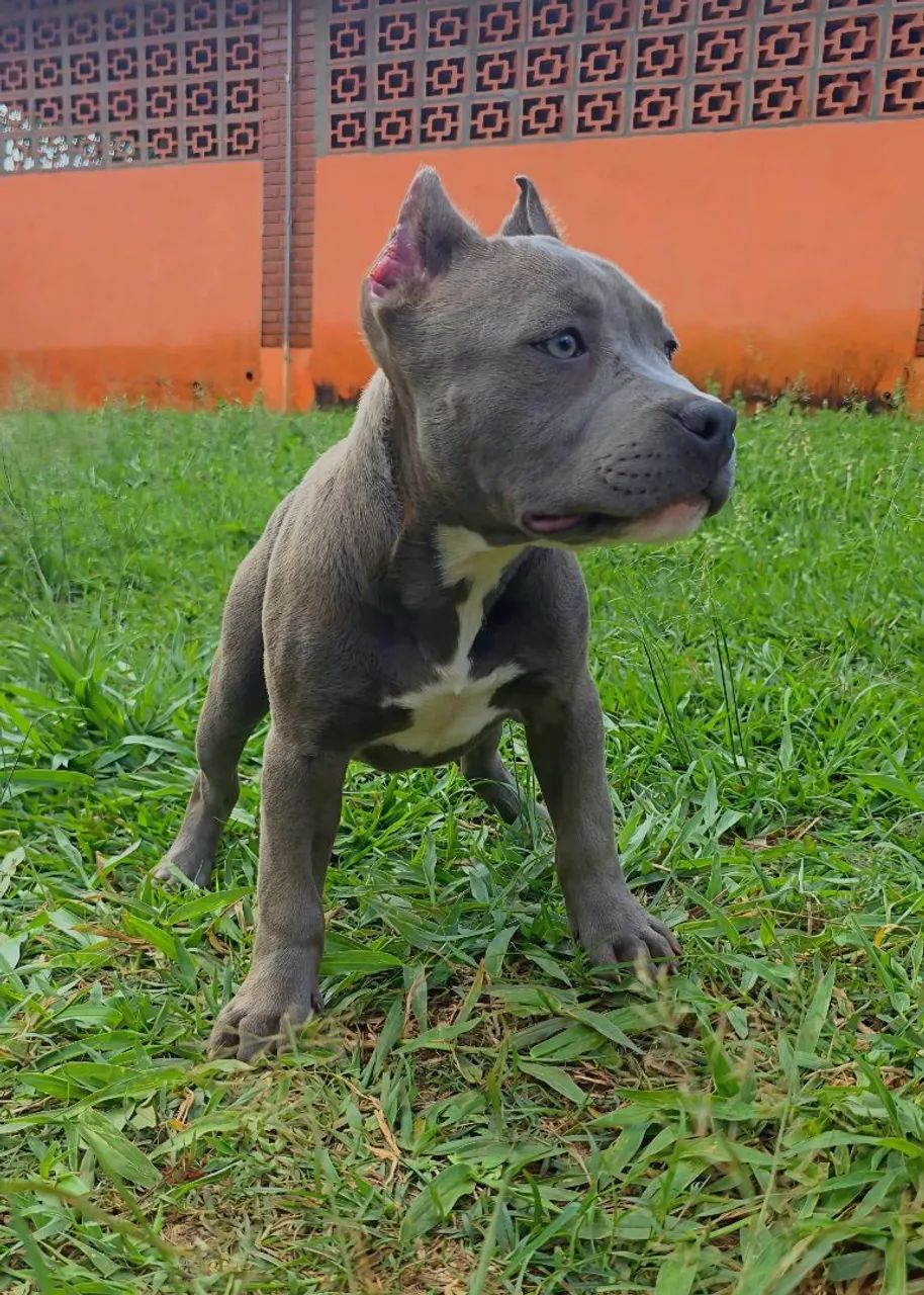 American Bully Standard - filhotes
