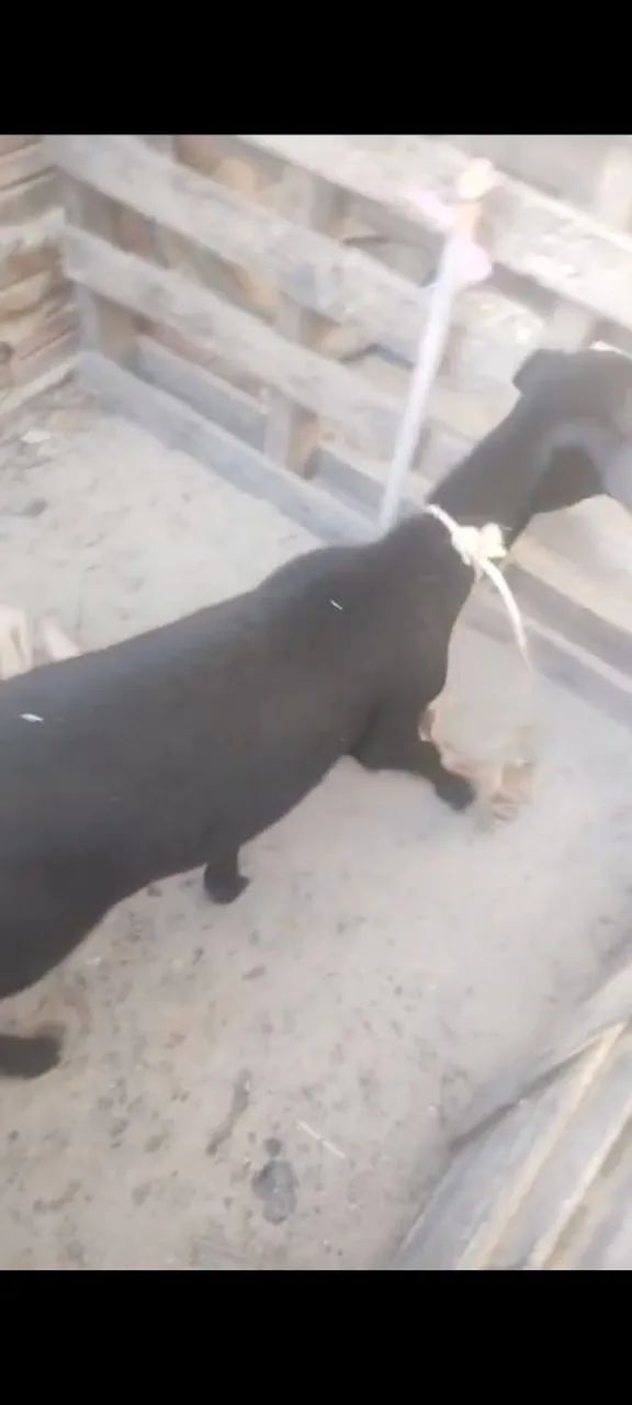 Ovelha Santa Inês fêmea  - Foto 2