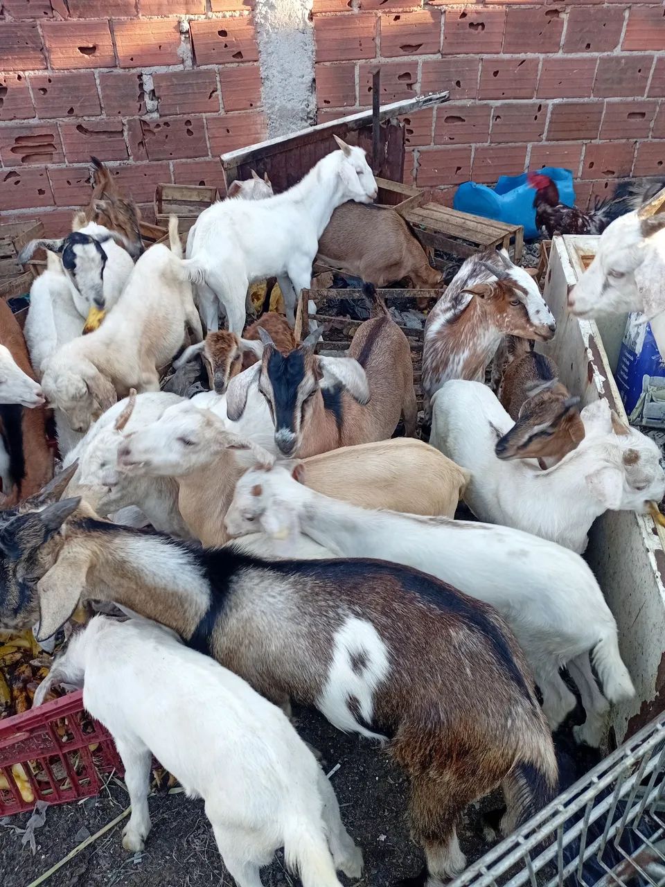 Cabras e cabritos  - Foto 4