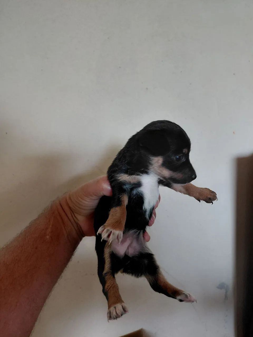 Pinscher macho