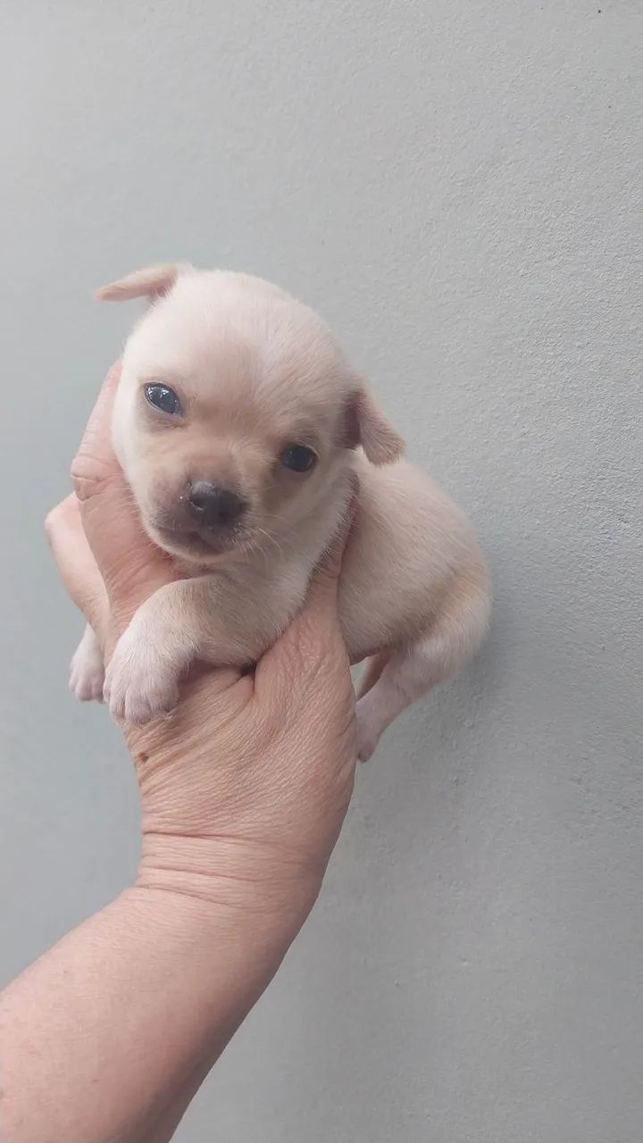 Chihuhua  - Foto 4