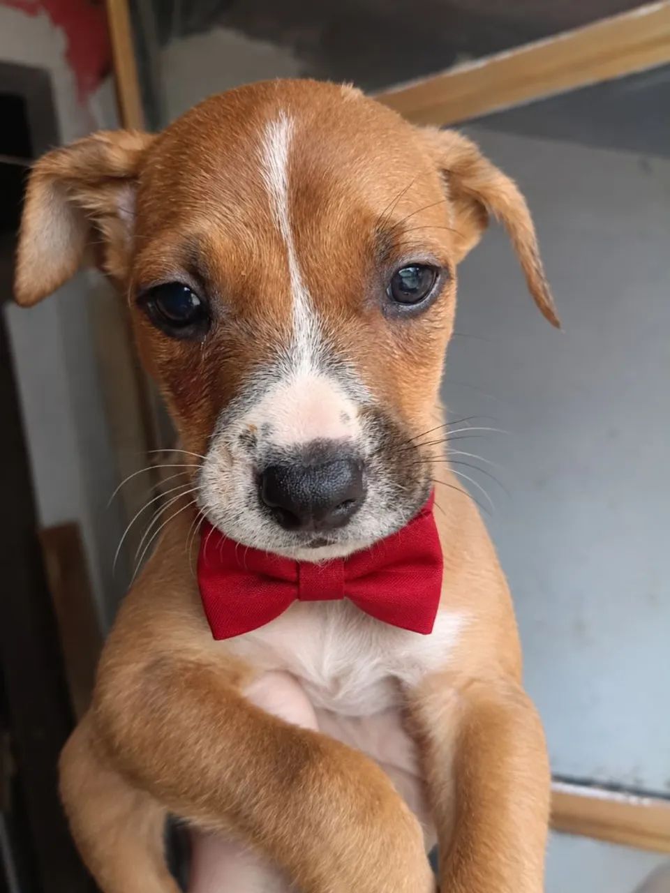 Cachorro
